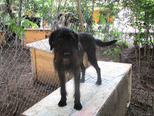 NICKI, Hund, Mischlingshund in Bulgarien - Bild 1
