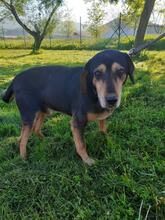 JACK, Hund, Mischlingshund in Bulgarien - Bild 3