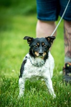 CHILLI, Hund, Mischlingshund in Ungarn - Bild 1