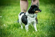 CHILLI, Hund, Mischlingshund in Ungarn - Bild 2