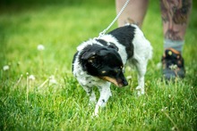 CHILLI, Hund, Mischlingshund in Ungarn - Bild 4