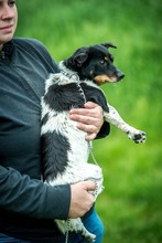 CHILLI, Hund, Mischlingshund in Ungarn - Bild 5