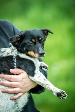 CHILLI, Hund, Mischlingshund in Ungarn - Bild 6