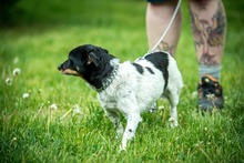 CHILLI, Hund, Mischlingshund in Ungarn - Bild 8