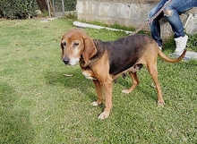 CHRISTIN, Hund, Mischlingshund in Griechenland - Bild 4
