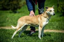 CURRY, Hund, Mischlingshund in Ungarn - Bild 1