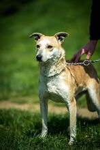 CURRY, Hund, Mischlingshund in Ungarn - Bild 10