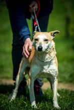 CURRY, Hund, Mischlingshund in Ungarn - Bild 11