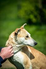 CURRY, Hund, Mischlingshund in Ungarn - Bild 12