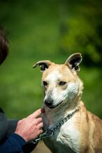CURRY, Hund, Mischlingshund in Ungarn - Bild 2