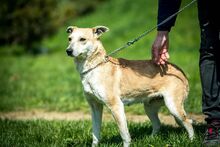 CURRY, Hund, Mischlingshund in Ungarn - Bild 3