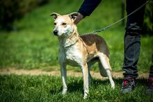 CURRY, Hund, Mischlingshund in Ungarn - Bild 4