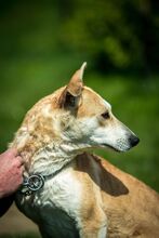 CURRY, Hund, Mischlingshund in Ungarn - Bild 6