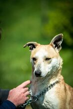 CURRY, Hund, Mischlingshund in Ungarn - Bild 9