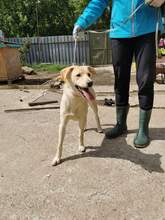 ELVIS, Hund, Mischlingshund in Slowakische Republik - Bild 15