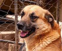 ROBIE, Hund, Mischlingshund in Bulgarien - Bild 1