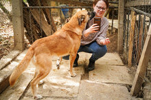 ROBIE, Hund, Mischlingshund in Bulgarien - Bild 10