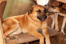 ROBIE, Hund, Mischlingshund in Bulgarien - Bild 3