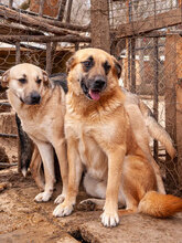 ROBIE, Hund, Mischlingshund in Bulgarien - Bild 5