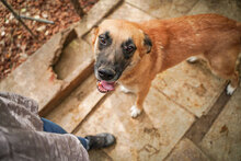ROBIE, Hund, Mischlingshund in Bulgarien - Bild 6