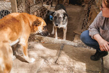 ROBIE, Hund, Mischlingshund in Bulgarien - Bild 7