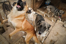 ROBIE, Hund, Mischlingshund in Bulgarien - Bild 8
