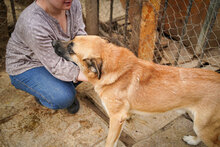 ROBIE, Hund, Mischlingshund in Bulgarien - Bild 9