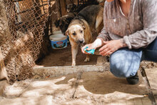 ROCKY, Hund, Mischlingshund in Bulgarien - Bild 10