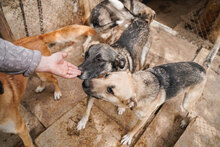 ROCKY, Hund, Mischlingshund in Bulgarien - Bild 11