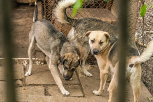 ROCKY, Hund, Mischlingshund in Bulgarien - Bild 12