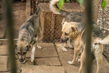 ROCKY, Hund, Mischlingshund in Bulgarien - Bild 13