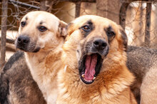 ROCKY, Hund, Mischlingshund in Bulgarien - Bild 4