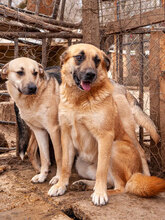 ROCKY, Hund, Mischlingshund in Bulgarien - Bild 5
