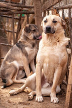 ROCKY, Hund, Mischlingshund in Bulgarien - Bild 7