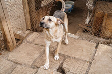 ROCKY, Hund, Mischlingshund in Bulgarien - Bild 9