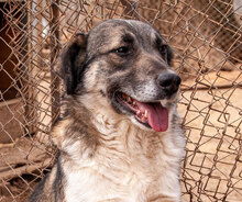 RICKY, Hund, Mischlingshund in Bulgarien - Bild 1