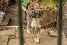 RICKY, Hund, Mischlingshund in Bulgarien - Bild 10