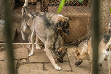 RICKY, Hund, Mischlingshund in Bulgarien - Bild 11