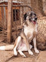 RICKY, Hund, Mischlingshund in Bulgarien - Bild 2