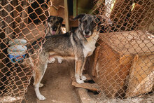 RICKY, Hund, Mischlingshund in Bulgarien - Bild 3