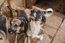 RICKY, Hund, Mischlingshund in Bulgarien - Bild 4