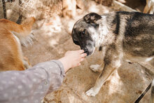 RICKY, Hund, Mischlingshund in Bulgarien - Bild 5