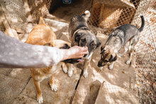 RICKY, Hund, Mischlingshund in Bulgarien - Bild 6