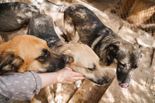 RICKY, Hund, Mischlingshund in Bulgarien - Bild 7