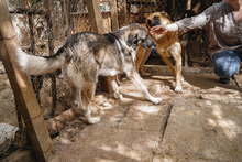 RICKY, Hund, Mischlingshund in Bulgarien - Bild 8