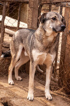 RUSTY, Hund, Mischlingshund in Bulgarien - Bild 2