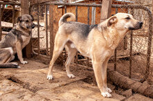 RUSTY, Hund, Mischlingshund in Bulgarien - Bild 3