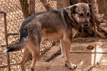 RUSTY, Hund, Mischlingshund in Bulgarien - Bild 4