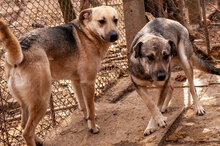 RUSTY, Hund, Mischlingshund in Bulgarien - Bild 5