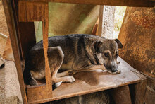 RUSTY, Hund, Mischlingshund in Bulgarien - Bild 6